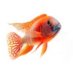 Rift Lake & Other African Cichlids Rift Lake & Other African Cichlids